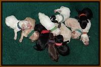 Joe Marco Tex pups newborn group 31