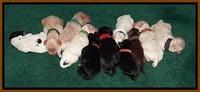 Jolie Marco Texas pups newborn group