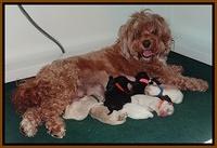 Jolie Tex Marco pups newborn 25