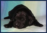 Paris Deacon pups 1 wk old 111