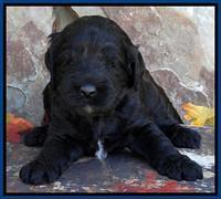 Paris Deacon pups 3 wks old 11