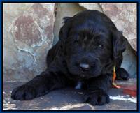 Paris Deacon pups 3 wks old 31