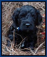 Paris Deacon pups 4 wks old 31