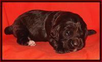 Paris Deacon pups 2 wks old 41