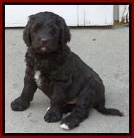 Paris Deacon pups 7 wks old 71