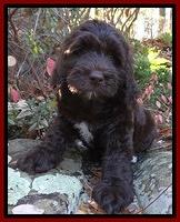 Paris Deacon pups 8 wks old 111