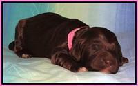 Paris Deacon pups 1 wk old 261