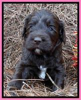 Paris Deacon pups 4 wks old 81