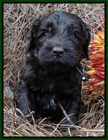 Paris Deacon pups 4 wks old 111