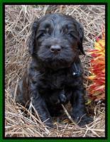 Paris Deacon pups 4 wks old 131