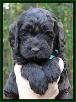 Paris Deacon pups 5 wks old 22003