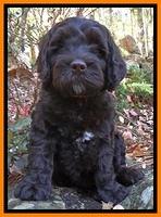 Paris Deacon pups 8 wks old 161