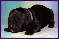 Paris Deacon pups 1 wk old 291