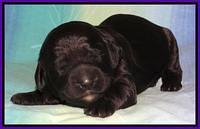 Paris Deacon pups 1 wk old 301