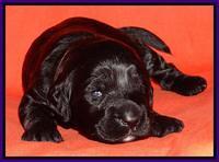 Paris Deacon pups 2 wks old 161