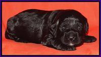 Paris Deacon pups 2 wks old 171