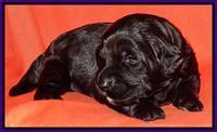 Paris Deacon pups 2 wks old 181