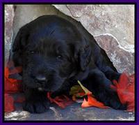 Paris Deacon pups 3 wks old 161