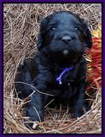 Paris Deacon pups 4 wks old 201