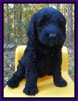 Paris Deacon pups 6 wks old 171