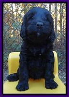 Paris Deacon pups 6 wks old 181