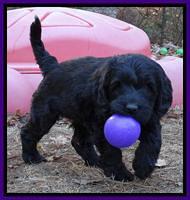 Paris Deacon pups 7 wks old 251