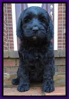 Purp 8 wks 1
