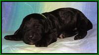 Paris Deacon pups 1 wk old 171