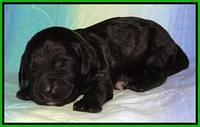 Paris Deacon pups 1 wk old 181