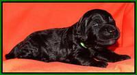 Paris Deacon pups 2 wks old 201
