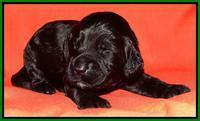 Paris Deacon pups 2 wks old 221