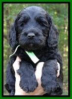 Paris Deacon pups 5 wks old 15200