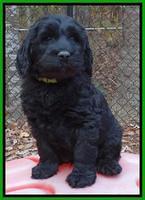 Paris Deacon pups 7 wks old 151