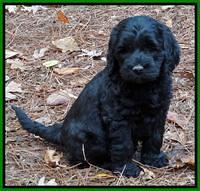 Paris Deacon pups 7 wks old 161