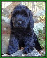 Paris Deacon pups 8 wks old 201