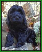 Paris Deacon pups 8 wks old 211