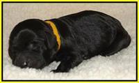 Paris Deacon newborn pups 121