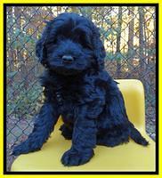 Paris Deacon pups 6 wks old 211