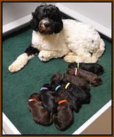 Paris Deacon pups 1 wk old 51