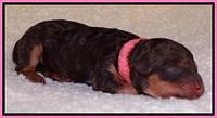 Shelby Armani newborn pups 21
