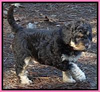 Shelby Armani pups 6 weeks old 101