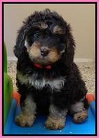 Shelby Armani pups 7 weeks old 111