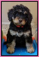 Shelby Armani pups 7 weeks old 121