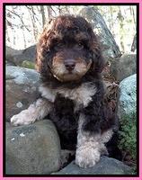 Shelby Armani pups 8 wks old 21
