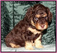 Shelby's pups 4 wks old 11