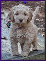 Shelby Armani pups 6 weeks old 131