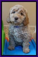 Shelby Armani pups 7 weeks old 161