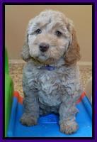 Shelby Armani pups 7 weeks old 181