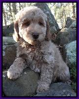 Shelby Armani pups 8 wks old 71