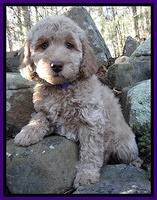 Shelby Armani pups 8 wks old 81